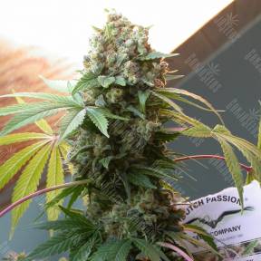 White Widow x The Ultimate regular Dutch Passion Seeds