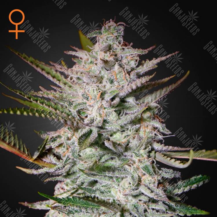семена конопли наложенным платежом Holy Punch feminised Green House Seeds