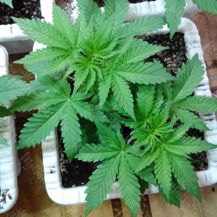 семена конопли Россия Super OG Kush feminised Kannabia Seeds