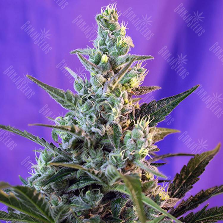 семена конопли Auto Sweet Skunk feminised Sweet Seeds семена конопли Auto Sweet Skunk feminised Sweet Seeds