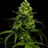 Auto Opium feminised Ganja Seeds