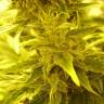 заказ семян конопли Auto Blue Ryder regular