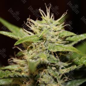 Auto Blue Ryder regular Ganja Seeds