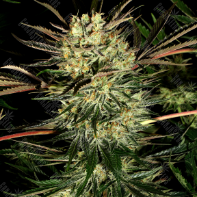 Pure Power Plant feminised Ganja Seeds