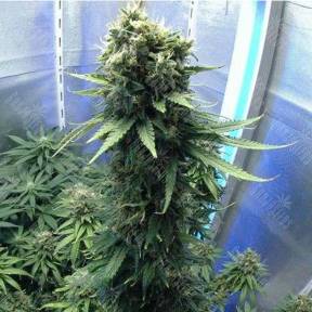 Jasybay feminised Bang Seeds
