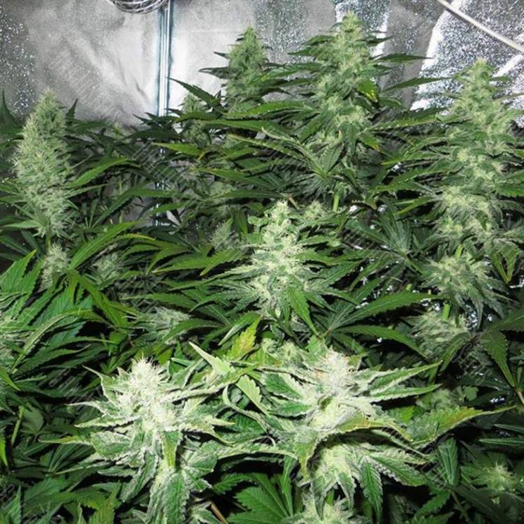 заказ семян конопли White Skunk regular Ganja Seeds