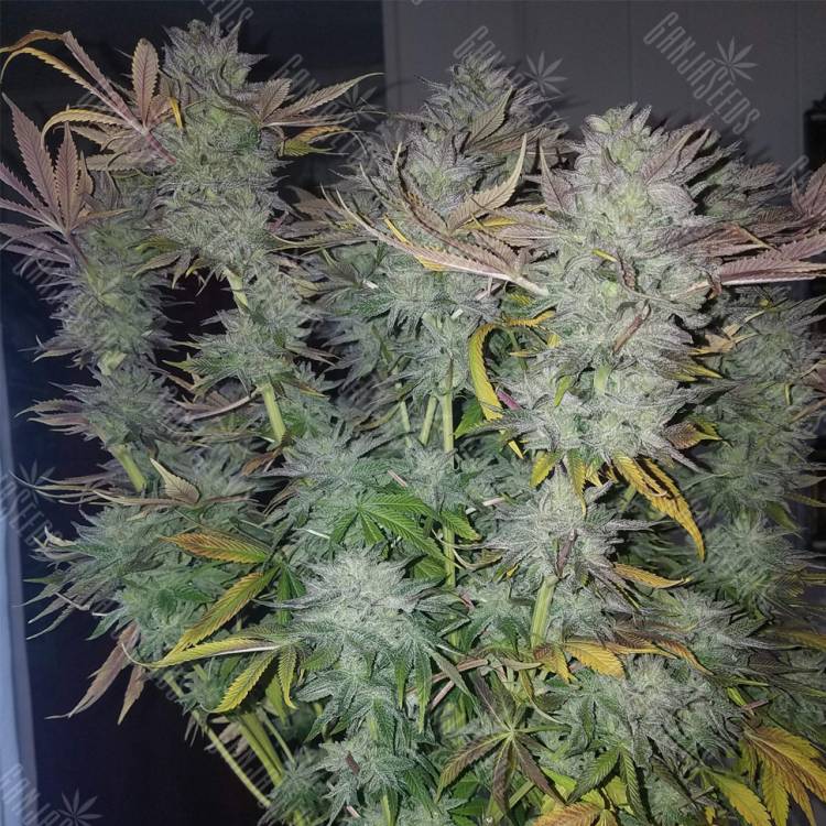 купить семена конопли Gorilla Zkittlez feminised Barneys Farm купить семена конопли Gorilla Zkittlez feminised Barneys Farm