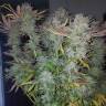 купить семена конопли Gorilla Zkittlez feminised Barneys Farm купить семена конопли Gorilla Zkittlez feminised Barneys Farm
