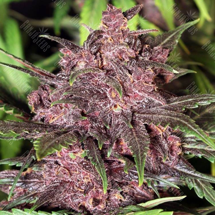 семена конопли в России Auto Black Haze feminised Exotic Seed