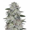 заказ семян конопли Москва Sweet Valley Kush feminised Green House Seeds заказ семян конопли Москва Sweet Valley Kush feminised Green House Seeds