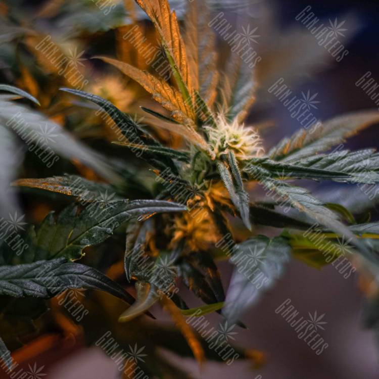 семена конопли аутдор Auto Fast Bud feminised Sweet Seeds
