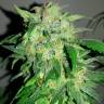 Auto Bubble Gum feminised Ganja Seeds