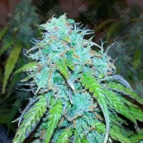 Auto Jet 47 feminised Ganja Seeds