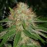 заказ семян конопли Москва Auto Sweet Mango feminised Green House Seeds