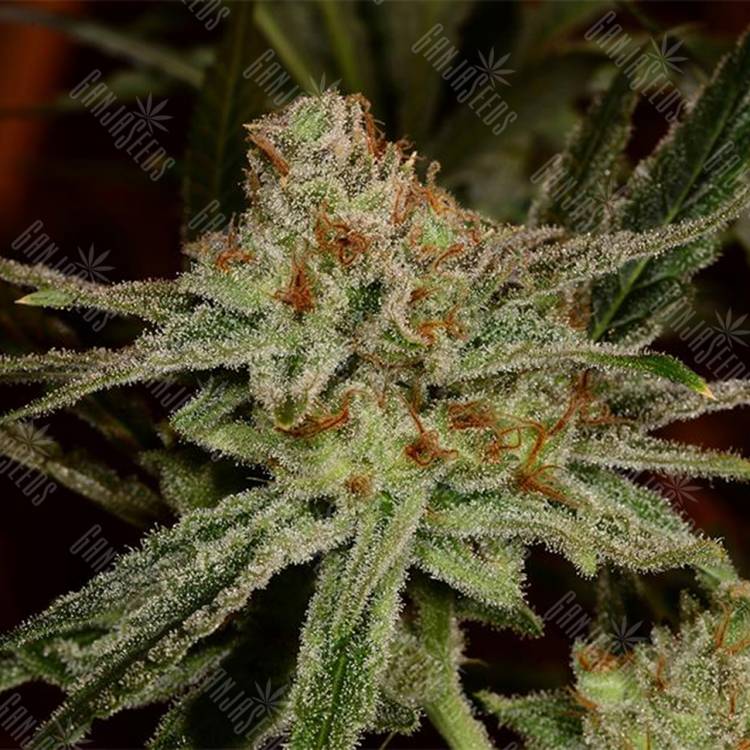 семена конопли дешево Karakum feminised Bang Seeds