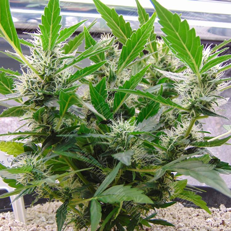 где заказать семена конопли White Widow x Lowryder (WhiteLow) regular Ganja Seeds где заказать семена конопли White Widow x Lowryder (WhiteLow) regular Ganja Seeds