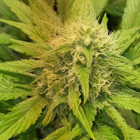 White Domina feminised Kannabia Seeds