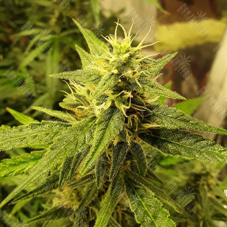 заказать на сайте семена конопли Auto New York City feminised Pyramid Seeds