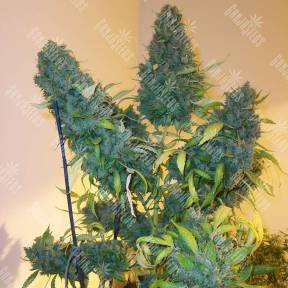 Euforia feminised Ganja Seeds