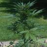 семена конопли сорта сатива Auto Jack Herer feminised Green House Seeds