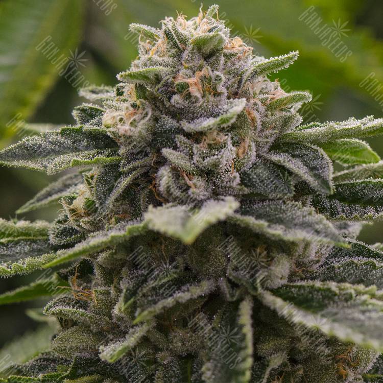 Blue Mountain feminised RuSeeds