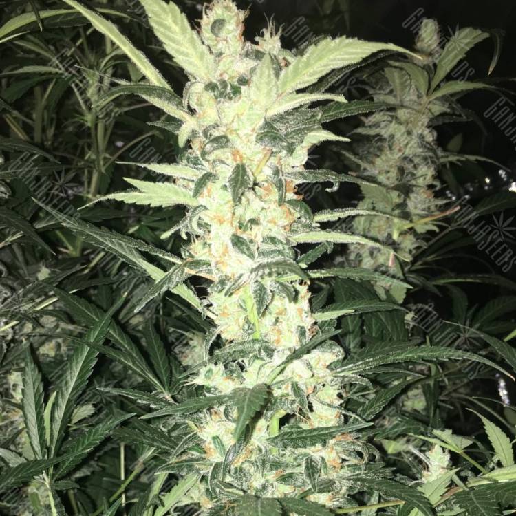 Karasora feminised Bang Seeds Karasora feminised Bang Seeds