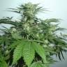 семена индийской конопли Karasora feminised Bang Seeds семена индийской конопли Karasora feminised Bang Seeds