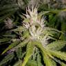 семена конопли марихуаны Auto GT regular