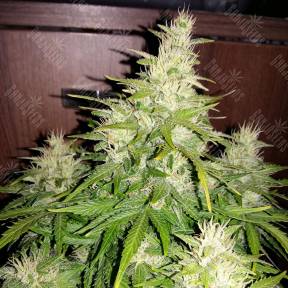 Auto GT regular Ganja Seeds