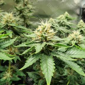 AK-47 x Lowryder (Aklow) regular Ganja Seeds