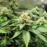 семена конопли индика AK-47 x Lowryder (Aklow) regular Ganja Seeds семена конопли индика AK-47 x Lowryder (Aklow) regular Ganja Seeds