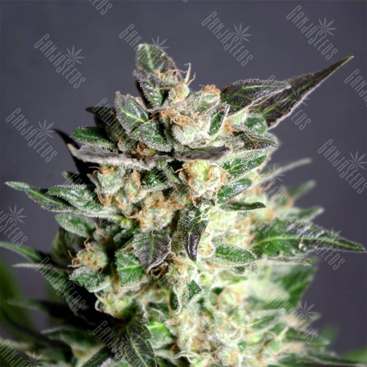 семена конопли индика BCN Diesel CBD feminised Kannabia Seeds семена конопли индика BCN Diesel CBD feminised Kannabia Seeds