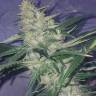 семена конопли курьером BCN Diesel CBD feminised Kannabia Seeds семена конопли курьером BCN Diesel CBD feminised Kannabia Seeds
