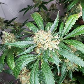 Snow White regular Nirvana Seeds