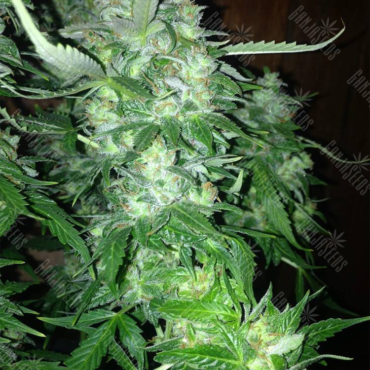 семена конопли курьером Auto Northern Lights feminised Pyramid Seeds семена конопли курьером Auto Northern Lights feminised Pyramid Seeds