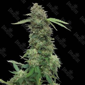 Torpedo feminised VIP Seeds