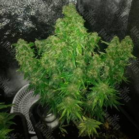 Auto Quick One feminised Ganja Seeds