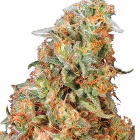Power Plant feminised Ganja Seeds