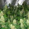 Power Plant feminised Ganja Seeds