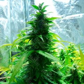 Auto Super Skunk regular Ganja Seeds