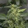 семена конопли курьером Auto White Widow feminised Green House Seeds семена конопли курьером Auto White Widow feminised Green House Seeds