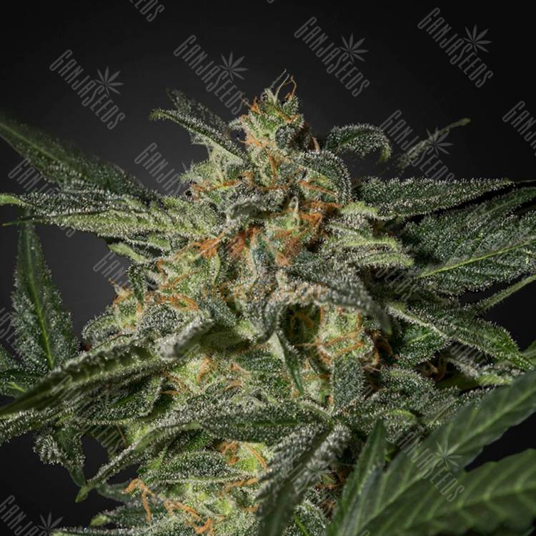 семена конопли индика Auto White Widow feminised Green House Seeds семена конопли индика Auto White Widow feminised Green House Seeds