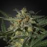 семена конопли индика Auto White Widow feminised Green House Seeds семена конопли индика Auto White Widow feminised Green House Seeds