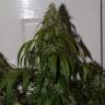 Auto Daiquiri Lime feminised Dutch Passion Seeds