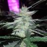 Blueberry Cream feminised RuSeeds