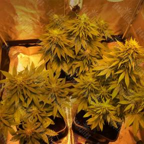 Laughing Buddha feminised Barneys Farm