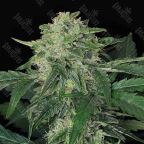 Auto Jungle Fever feminised Exotic Seed