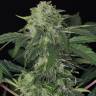 семена конопли аутдор Auto Jungle Fever feminised Exotic Seed семена конопли аутдор Auto Jungle Fever feminised Exotic Seed