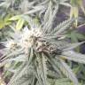 урожайные семена конопли Auto Royal Cheese feminised Royal Queen урожайные семена конопли Auto Royal Cheese feminised Royal Queen