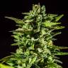 семена конопли недорого Auto Honey Peach CBD feminised Sweet Seeds